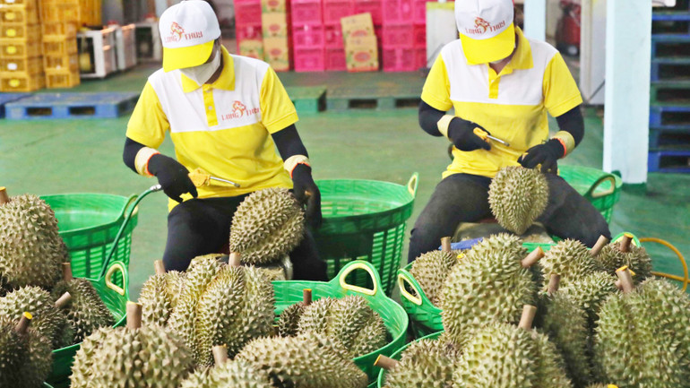 Durian est un point lumineux dans le tableau des exportations de fruits et légumes.