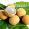 Nhãn Indo Việt Nam quả to cùi dày hạt nhỏ ngọt thanh